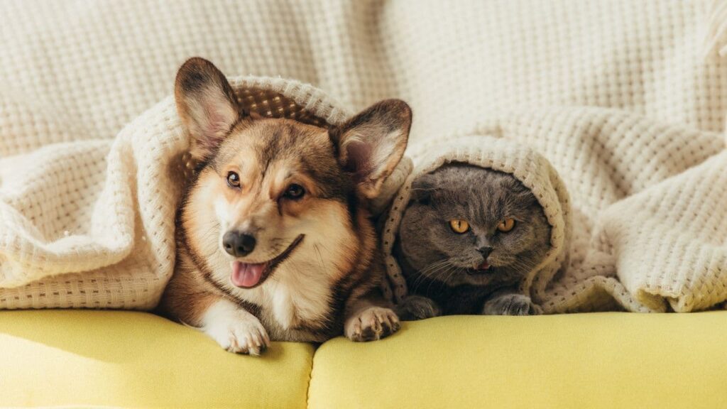 seguro mascotas